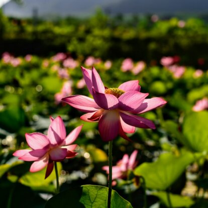 【SBI・フラトン VPICファンド】ベトナム、パキスタン、インド、中国に分散投資を行いながら長期で高いリターンを目指すファンド【投資信託マラソン】